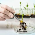 DE:Nouveaux OGM  – Le marché européen s’ouvre en grand  – Actualité